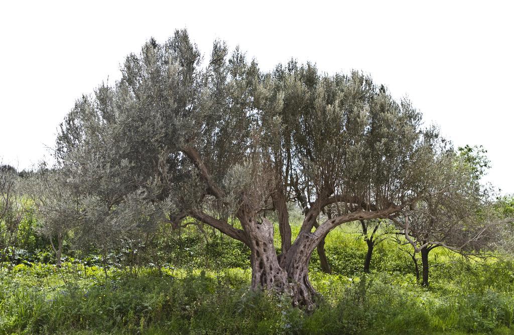 הוילה בגרייה Agriturismo Rajata מראה חיצוני תמונה